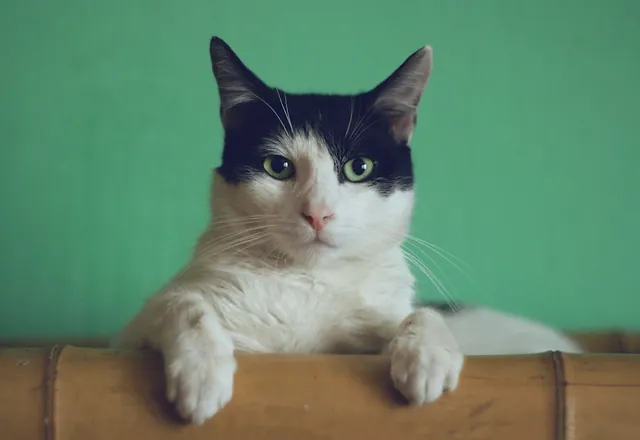 A cat with bright eyes and a pink nose