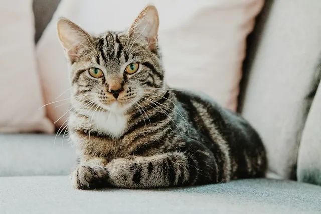 A cat resting with its paws tucked close