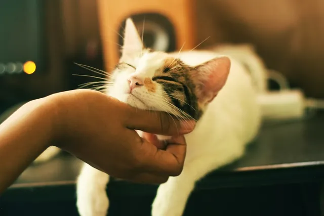 A cat relaxing on a cozy perch